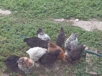Цыплята несушки и голошейки подрощенные