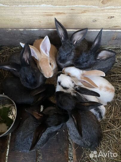 Крольчата