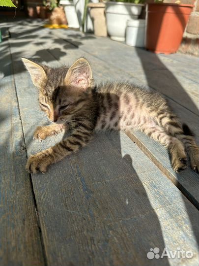 Котята в добрые руки