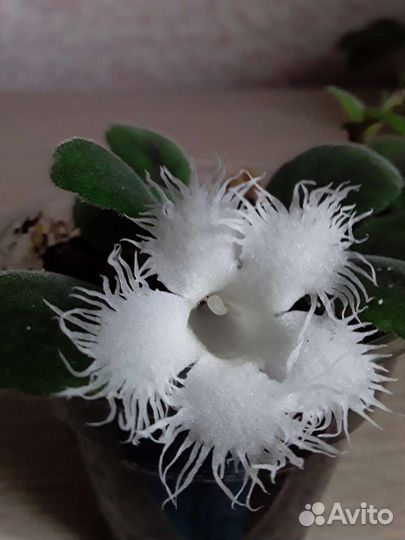 Адиантум,альсобия