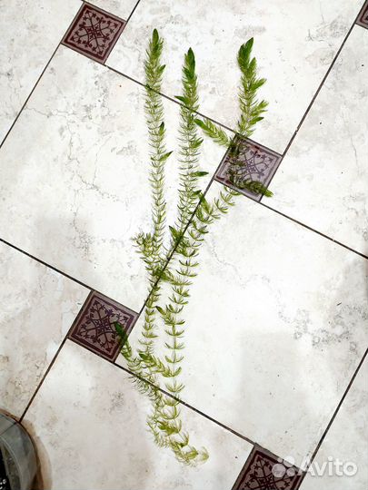 Роголистник в аквариум