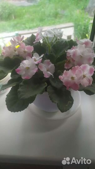 Листики фиалки