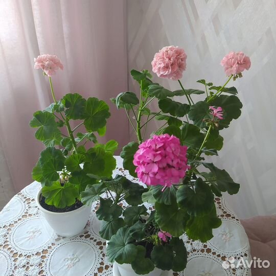 Пеларгония герань
