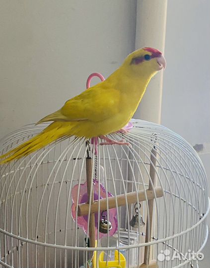 Попугай какарик