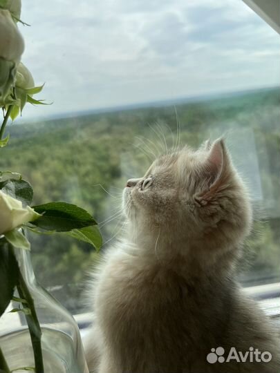 Девочка Gerda Elegant Paws золотая шиншилла