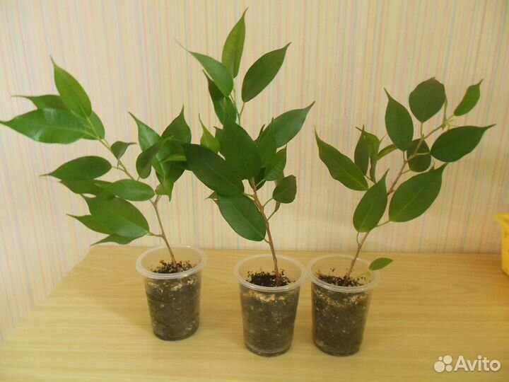 Фикусы Бенджамина, фикусы Пумила разные