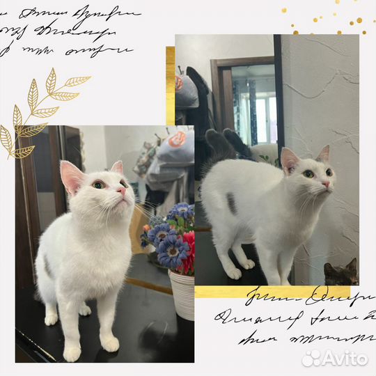 Кастрированный котик в ответственные руки