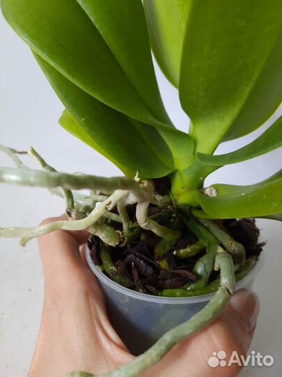 Орхидея Виолет квин