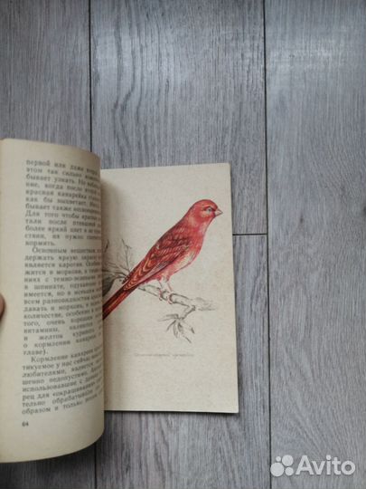 Е. В. Лукина.Певчие и цветные канарейки