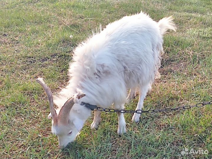 Козлик на племя
