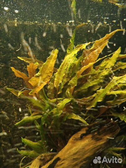 Криптокарина и папоротник