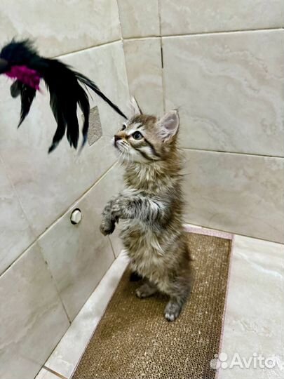 Пушистый котенок