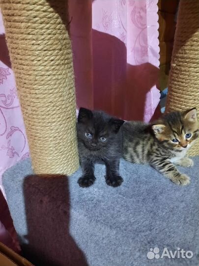 Кошка в дар бесплатно