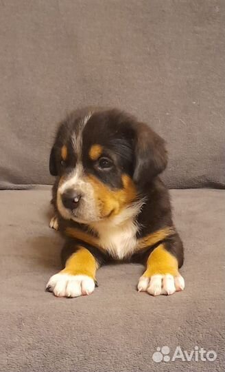 Щенок большой швейцарский зенненхунд (Гросс)