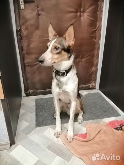 Передержка кошек, собак и других домашних животных