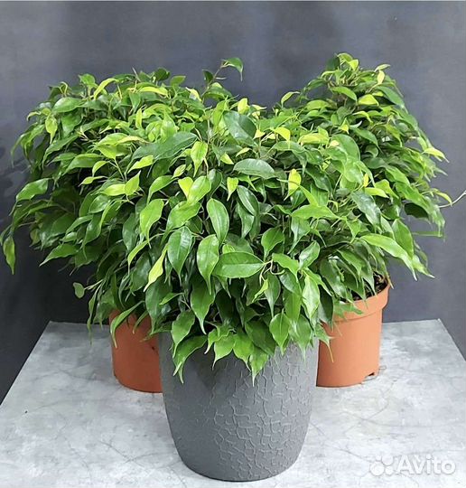 Фикус Наташа Комнатные растения Тюмень