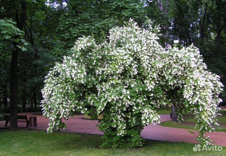 Чубушник (жасмин) В ассортименте Высота от 50см