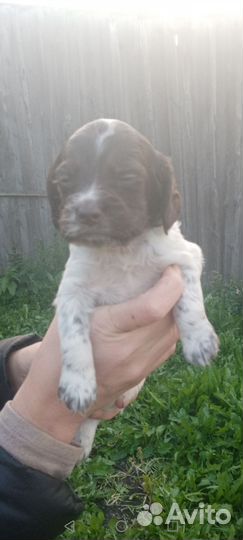 Русский спаниель