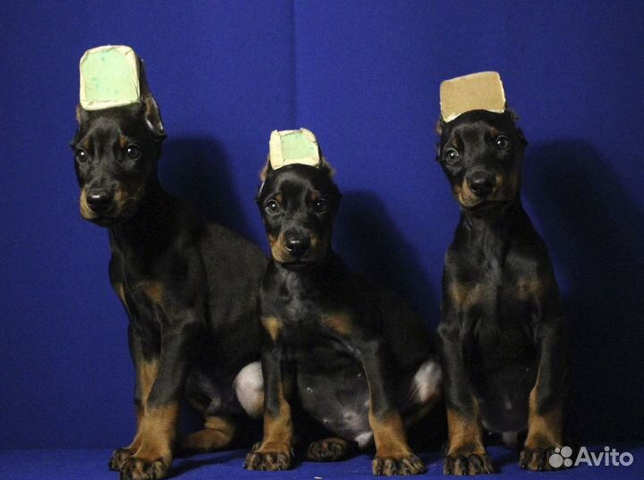 Щенки доберманов