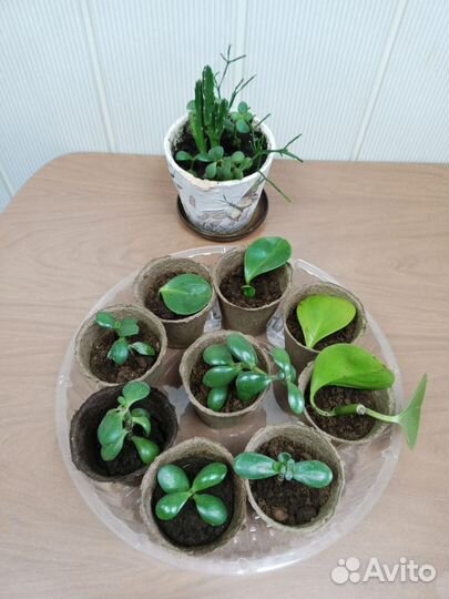 Комнатные растения цветы