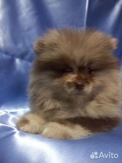 Продается щенок шпиц