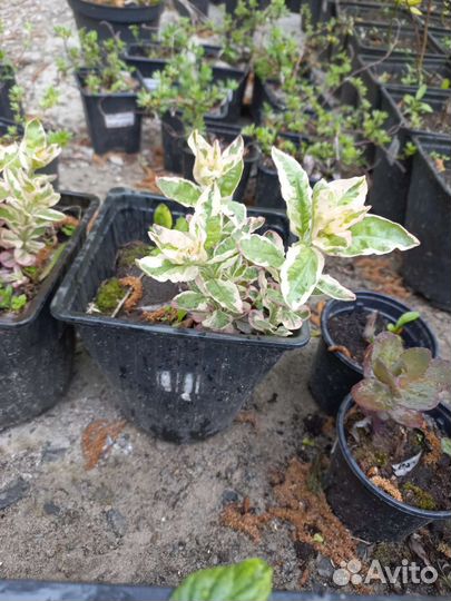 Вероника, Котовник Фассена Вербейник Александр