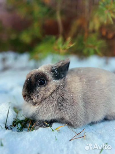 Бежевый нежный кролик