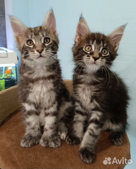 Котята мейн-кун полидакт и классик