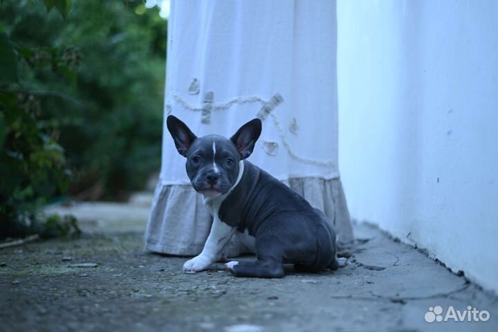 Щенок Американского Булли