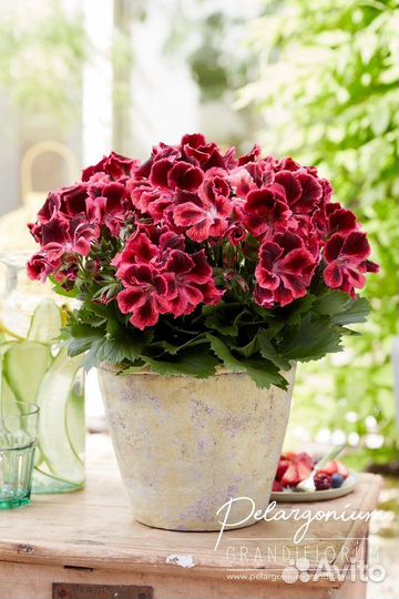 Пеларгония, Петунии, петхоа, калибрахоа в подарок