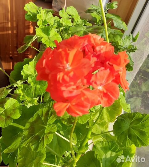 Пеларгония герань срез