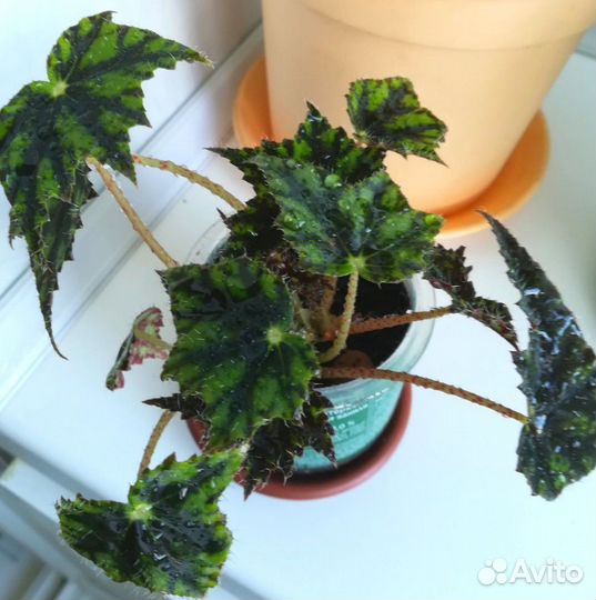 Бегонии разные