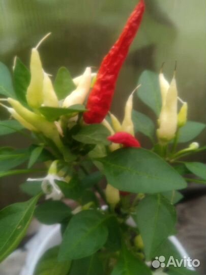 Перчик острый комнатный