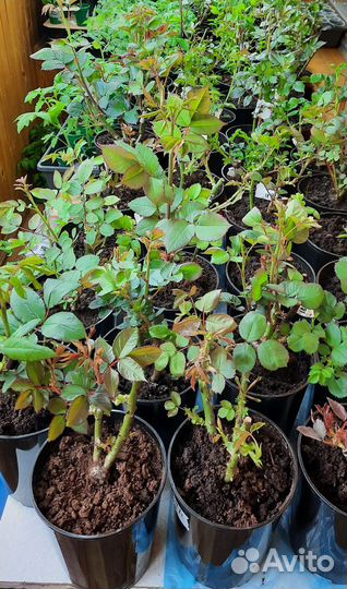 Розы саженцы