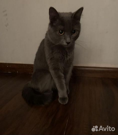 Кошечка в добрые руки