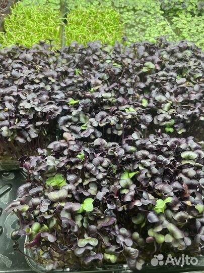 Микрозелень