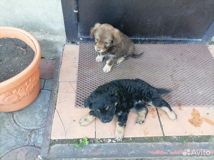 Собаки щенки