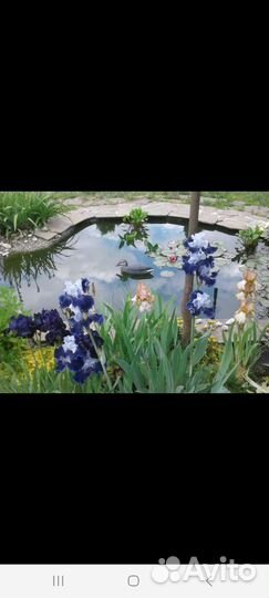 Растения для пруда. Нимфеи