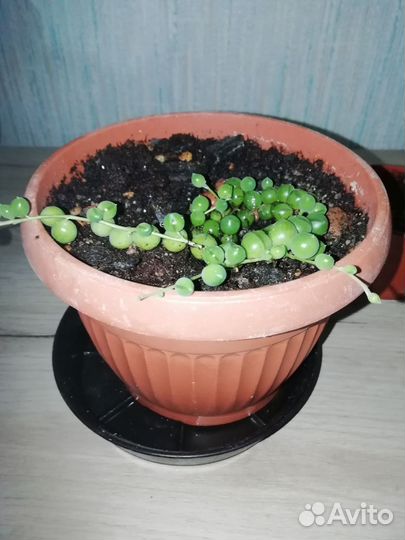 Крестовник роули