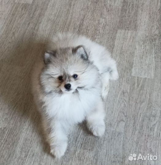 Померанский шпиц мини