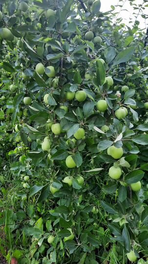 Дача 77 м² на участке 5 сот.