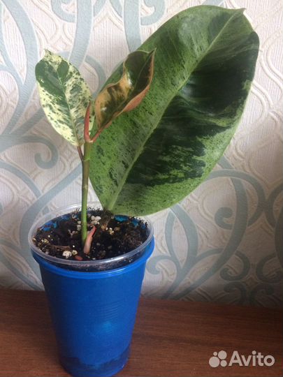 Сортовые фикусы(в том числе редкие)