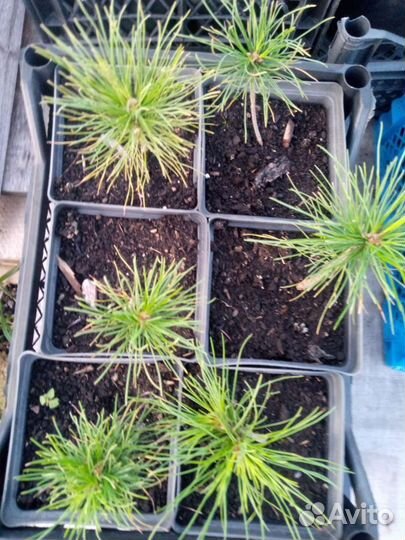 Саженцы сибирского кедра