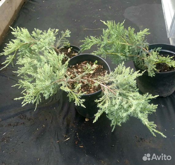 Саженцы хвойных растений