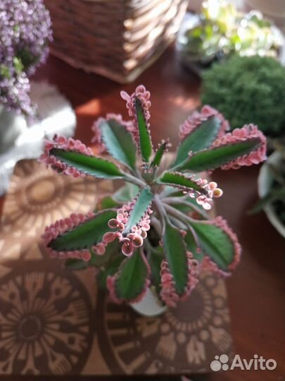 Седум, каланхоэ Розовые бабочки и хавортия