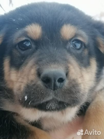 Отдам щенка в добрые руки