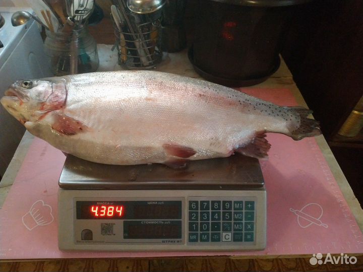 Форель Оптом