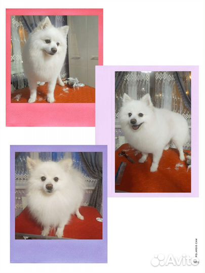 Стрижка собак и кошек. Выезд на дом