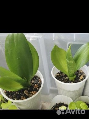 Сансевиерия Хани