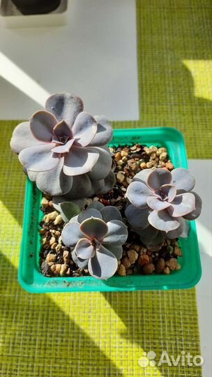 Суккуленты